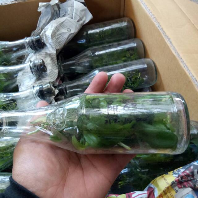 Anggrek Botol Bulan Hybrid