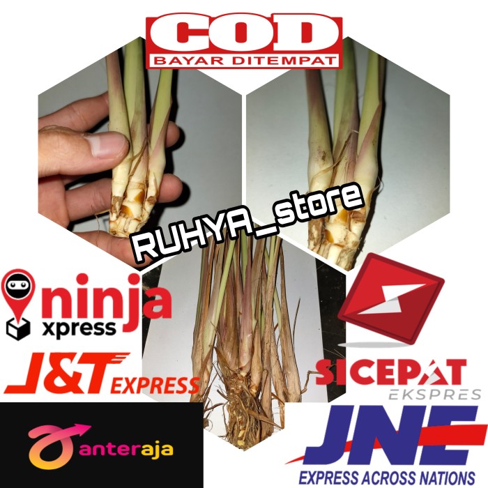 

Sereh Wangi segar/Sereh Merah/ Sereh lanang Herbal 1kg segar fresh