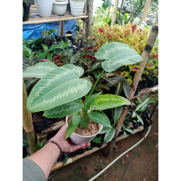 Homalomena Schismatoglottis JKT