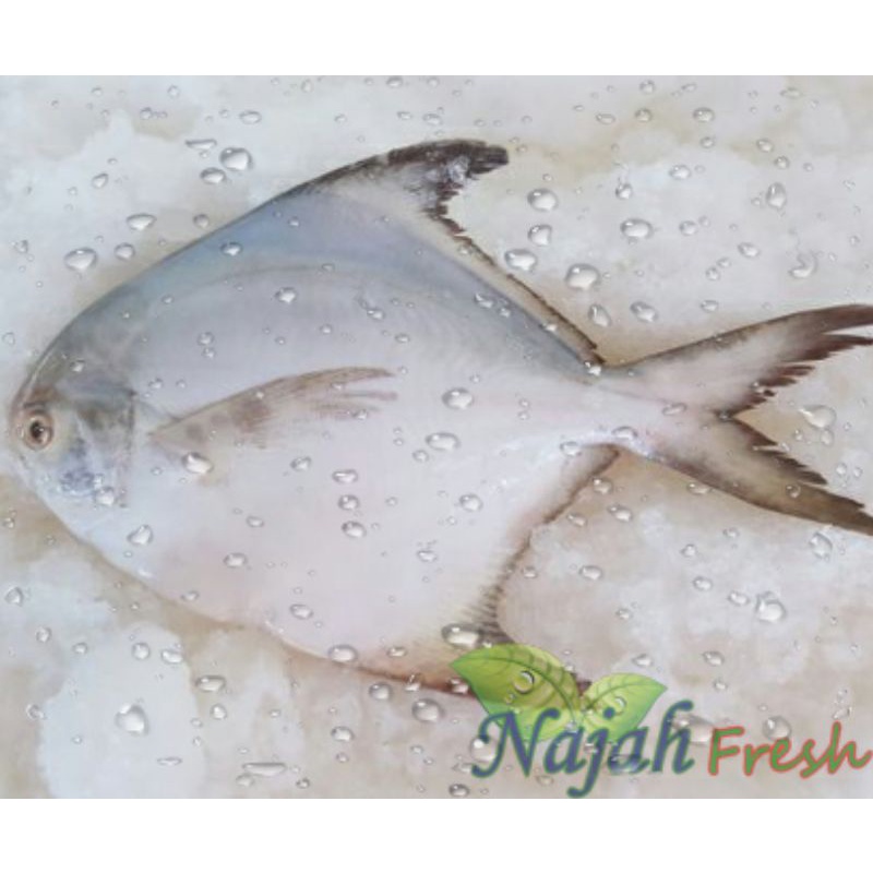 

Ikan Bawal Putih 500gr