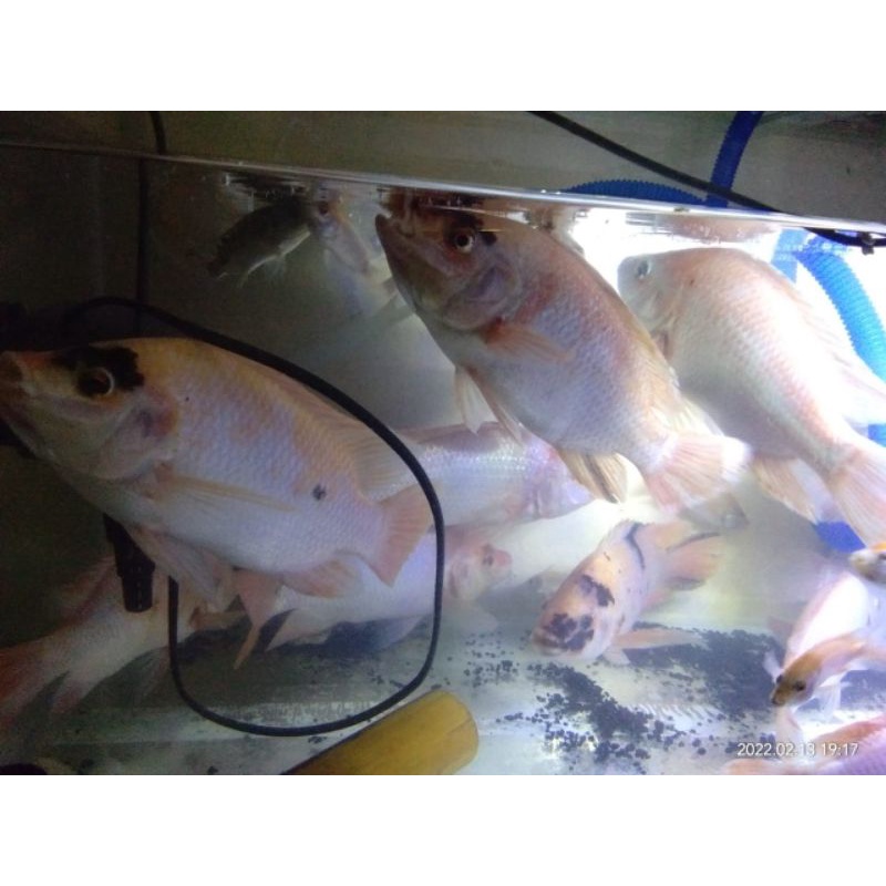 

ikan nila segar hidup