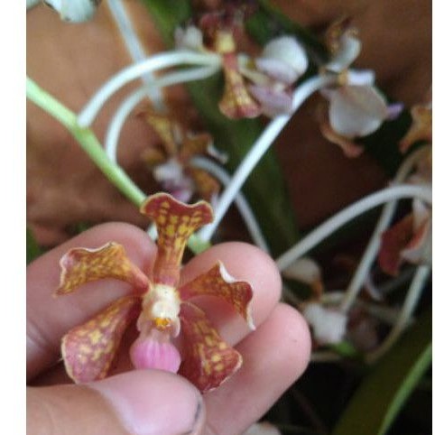 Vanda Limbata spesies tuban