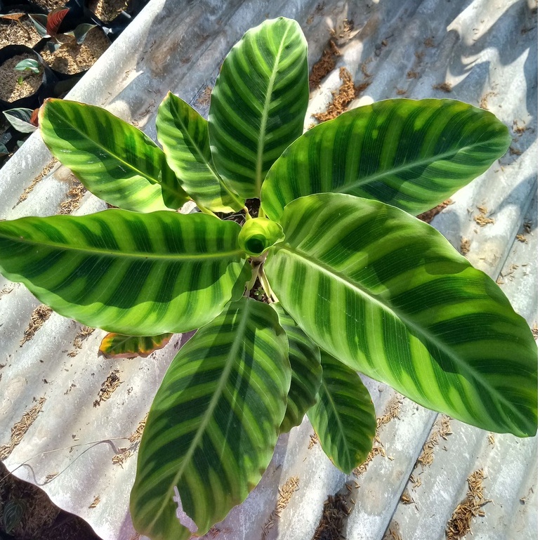 tanaman hias bunga calathea zebrina / calathea kipas dewa / calathea pisang AGRO FARMLAND
