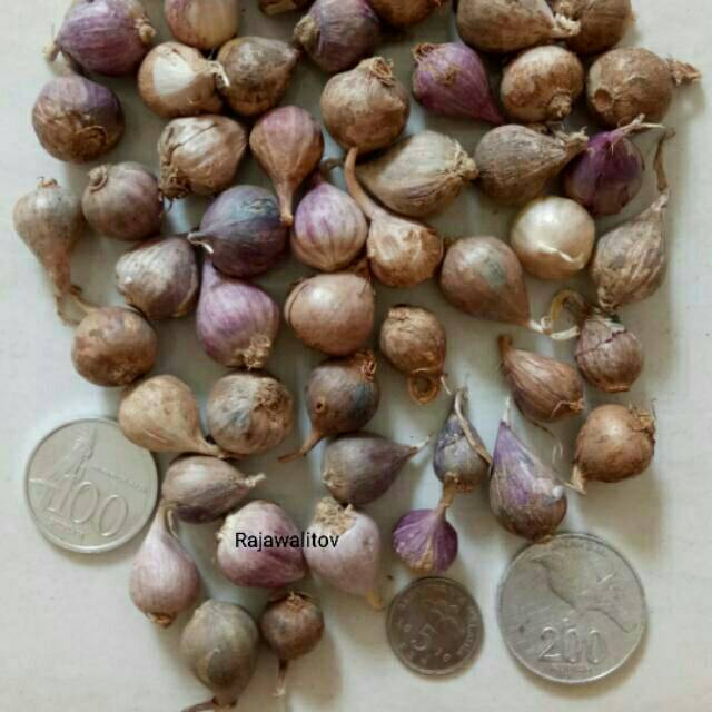

250 Gram Bawang Putih Tunggal Lanang Mini Diameter 0,5 - 1 Cm