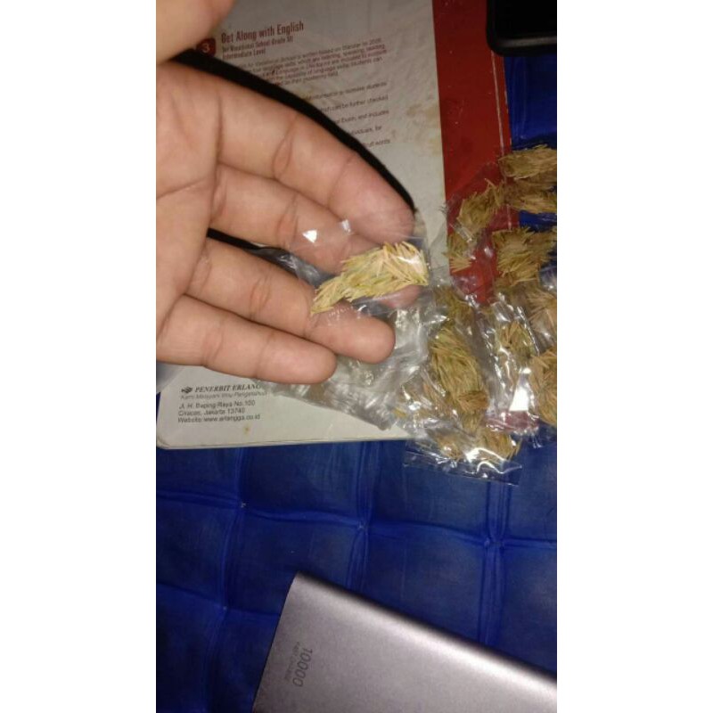 Bibit Bahan Bonsai Biji Anting Putri