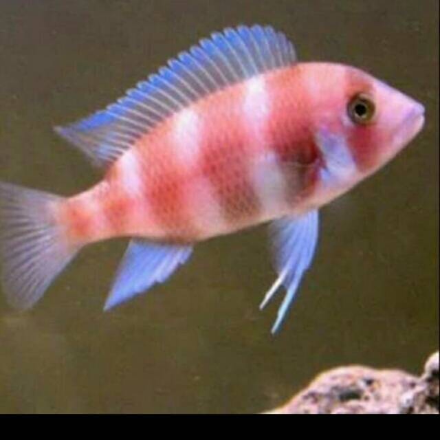 Red Frontosa Jumbo Cyphotilapia Lake Tanganyika Cichlidae