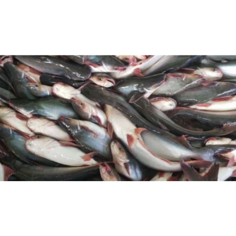 

ikan patin segar