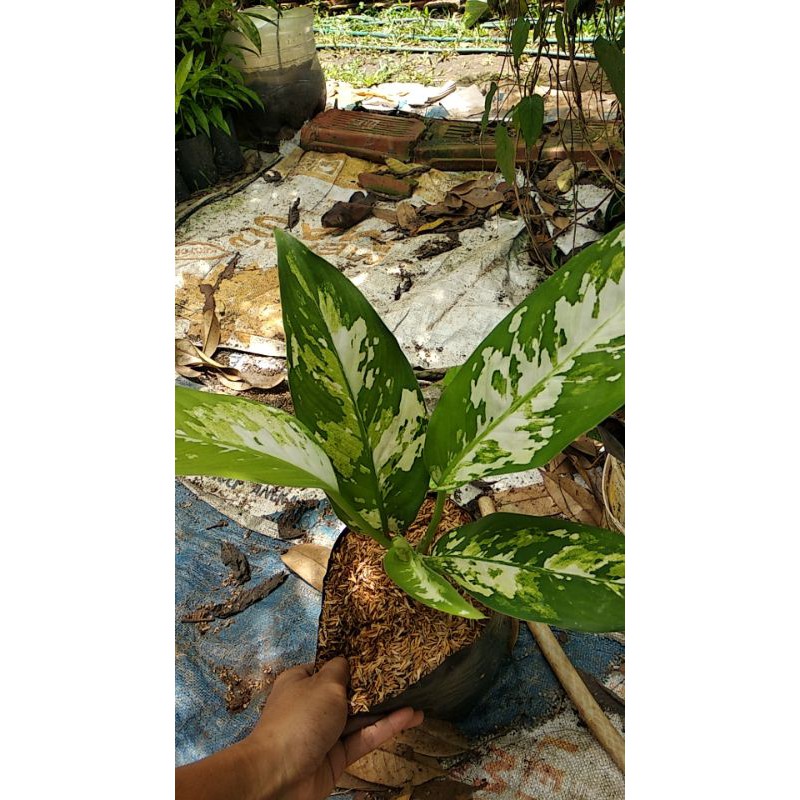 Tanaman Hias Difenbachia army/blanceng army