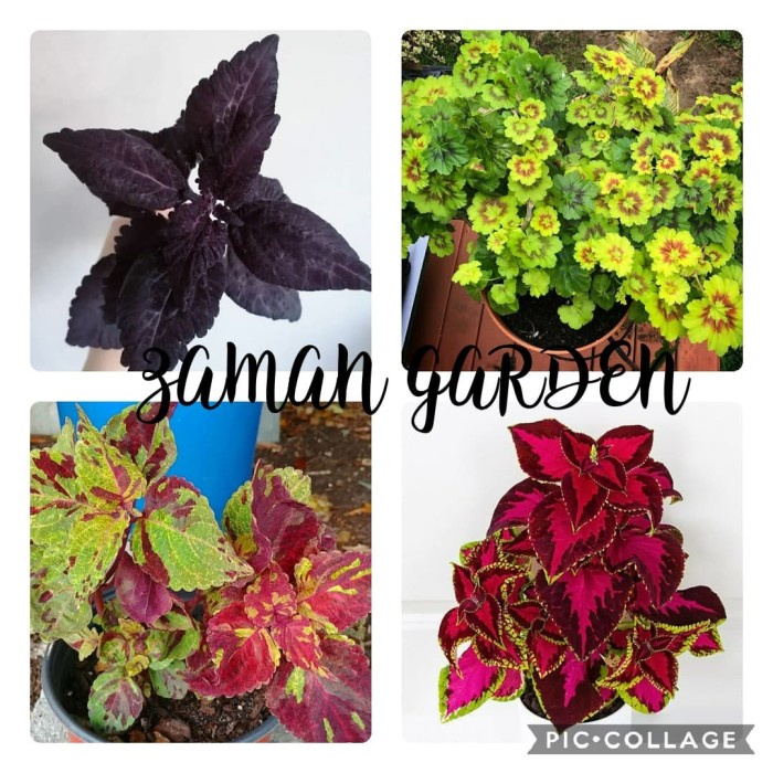 paket tanaman hias miana herbal plant 4 jenis lebih hemat 20%