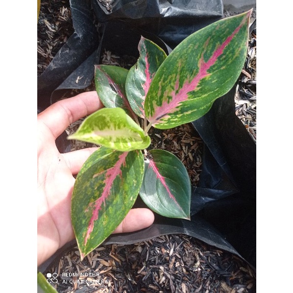 aglonema baby big papa