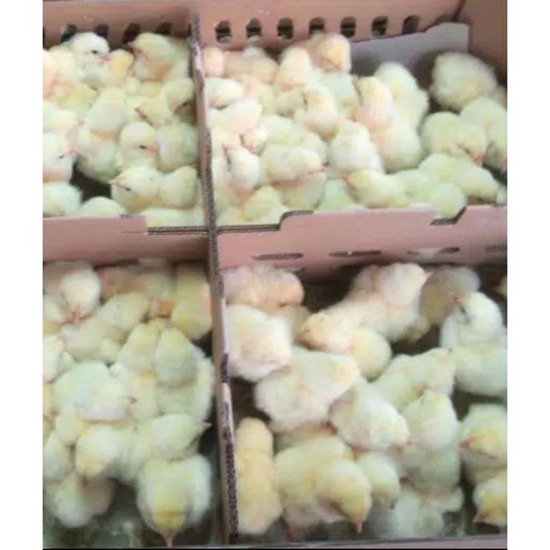BIBIT ANAK AYAM BROILER-anak ayam Broiler-ANAK AYAM BROILER