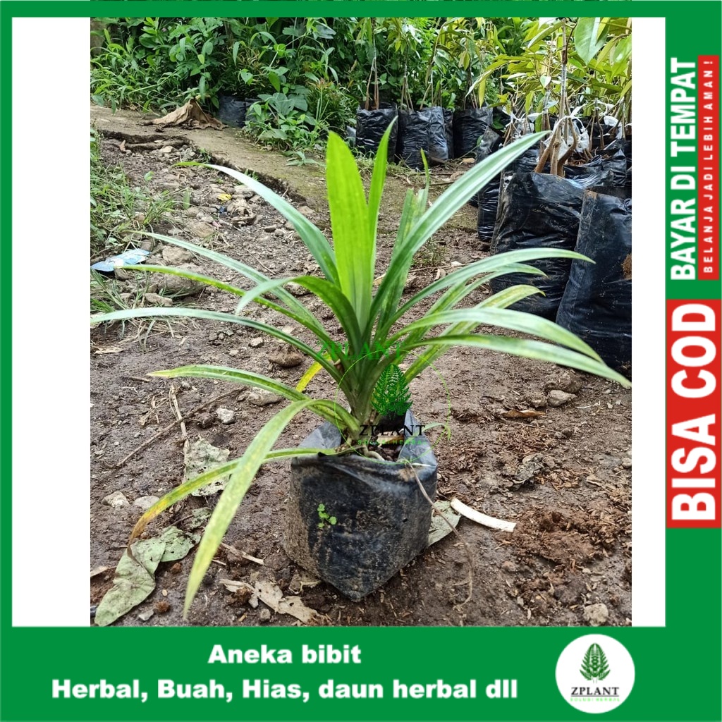 Tanaman Pandan Wangi Bibit Pandan Wangi Pohon Pandan Wangi Daun Pandan