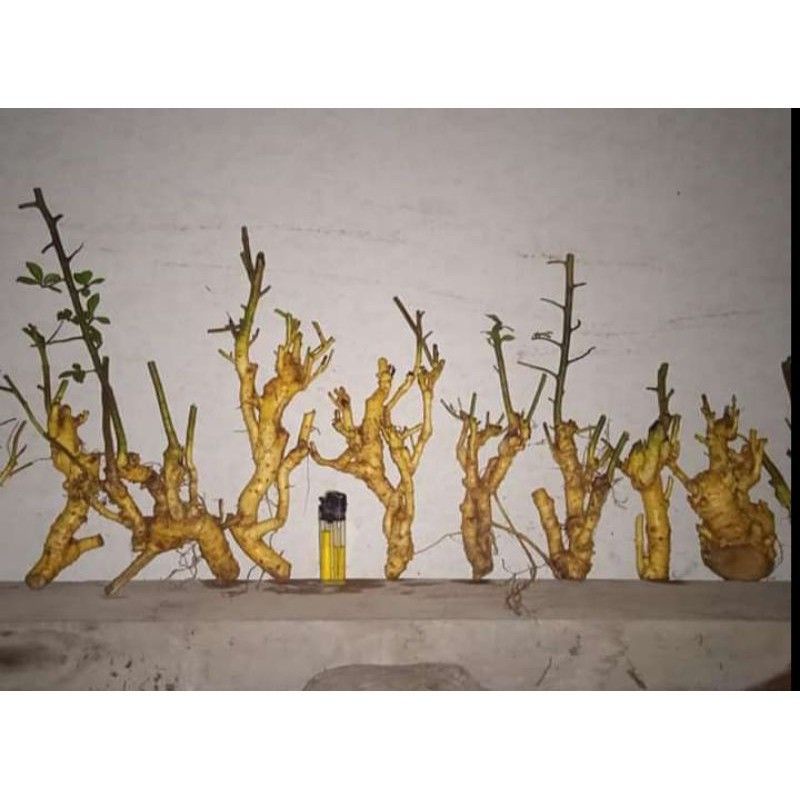 serut dongkelan prospek frezzz