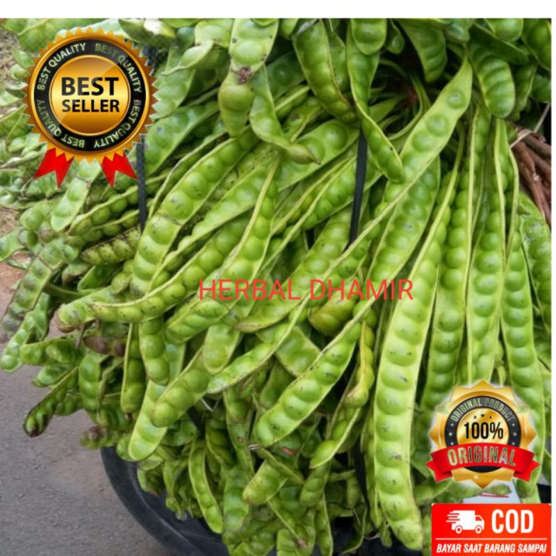 

paling murah petai segar murah langsung dari pohonnya