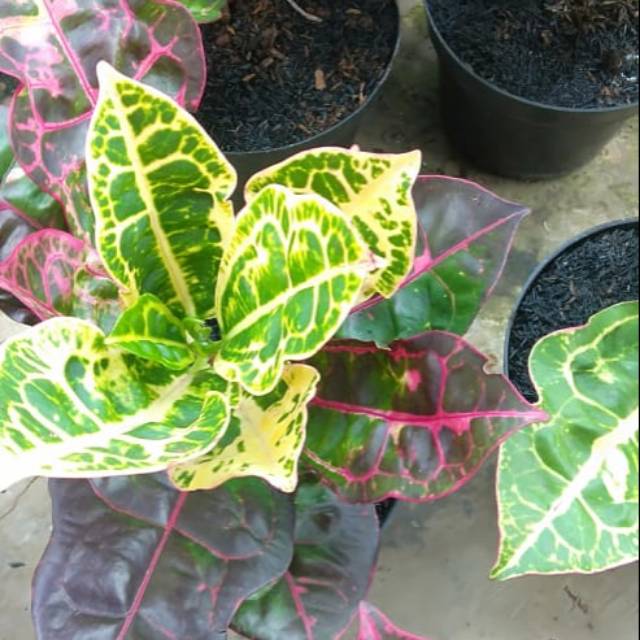 Puring kura. Tanaman puring kura