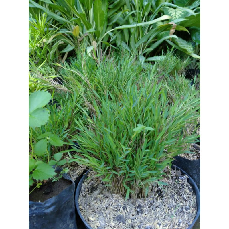 bibit bambu jepang mikro