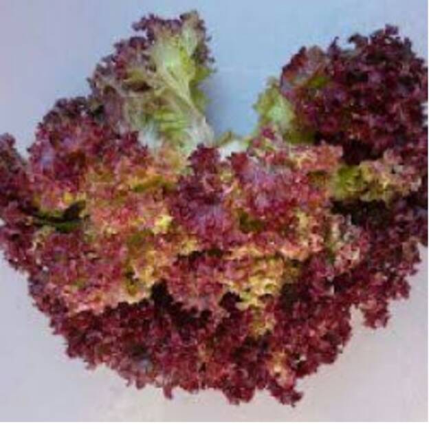 

Selada Merah Lolo Rosa Lolorosa
