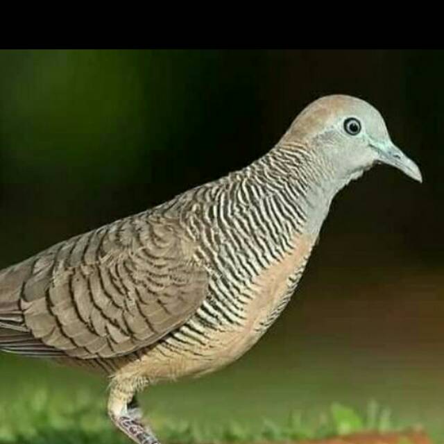 royani.putra.bangsawan