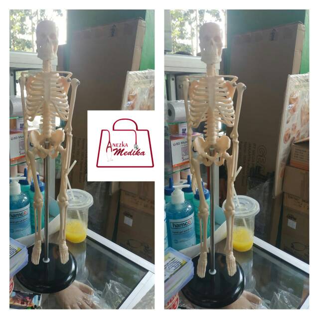 PHANTOM / MANEKIN / MANIKIN KERANGKA MANUSIA MINI