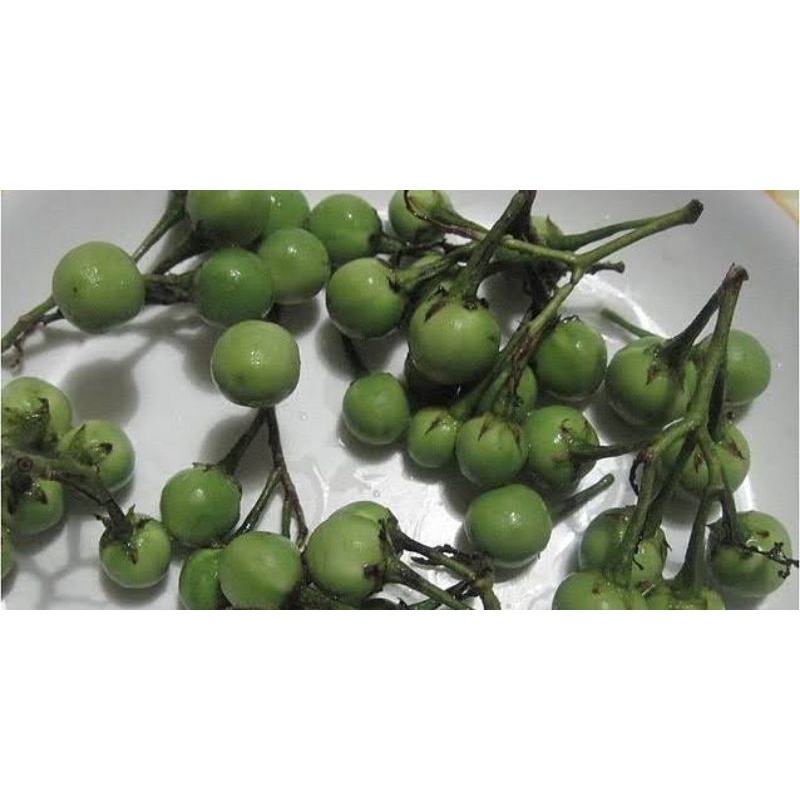 Biji benih rimbang/takokak