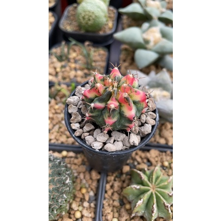 Gymnocalycium Multicolor
