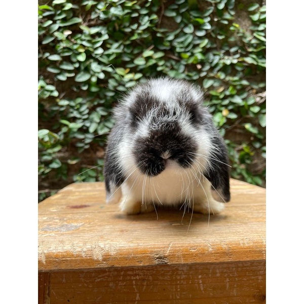 Kelinci Holland lop jinak lucu dan imut