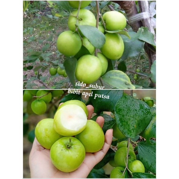 BIBIT APEL PUTSA/TANAMAN IMPORT APEL HIJAU INDIA