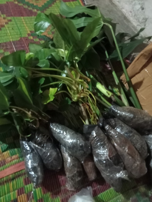 Tanaman Hias Gantung Pohon Sirih Gading Koin / Njoy