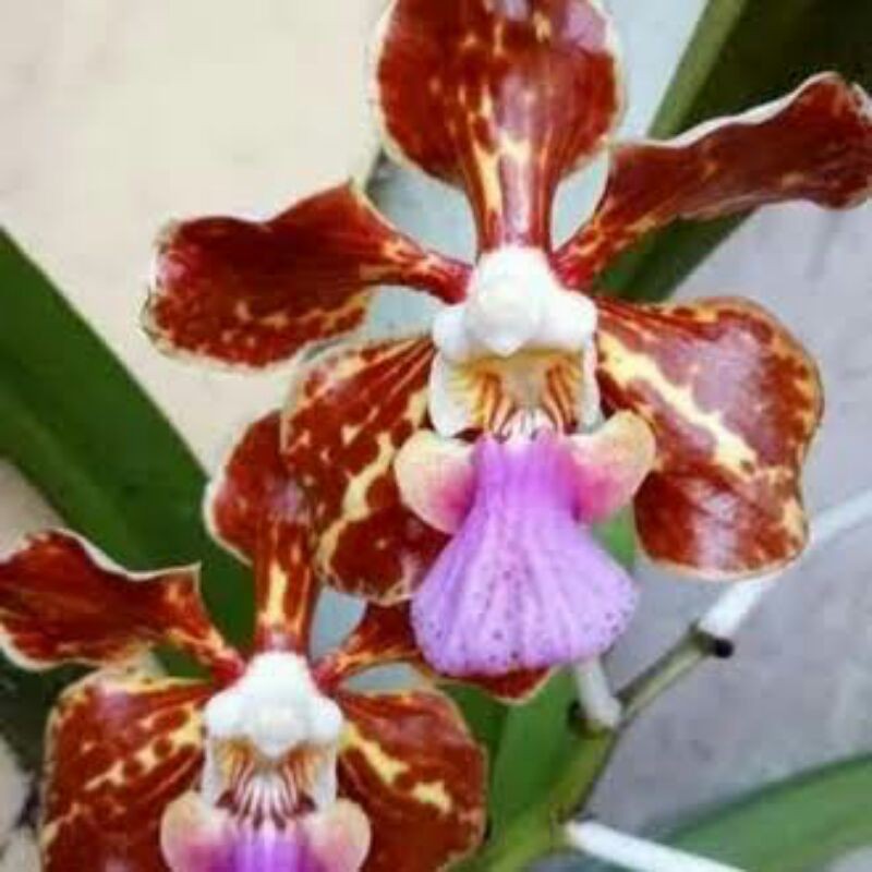 Anggrek vanda tricolor