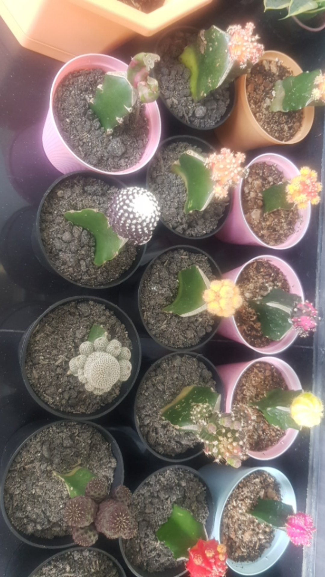 Kaktus Gymno Paket Sultan Dipot 10cm