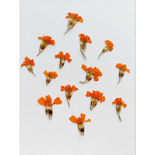 Pressed Marigold Flowers - Oshibana - Dried Flower - Bunga Kering