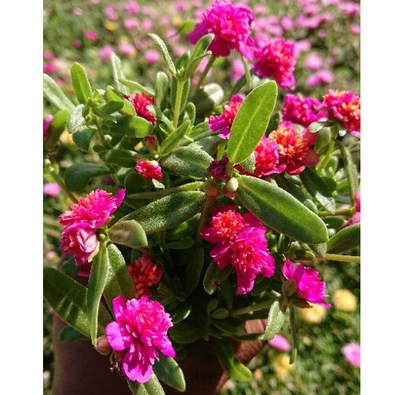 BUNGA. HIAS.KROKOT.JAMBUL.UNGU/STEK. BATANG. KROKOT.