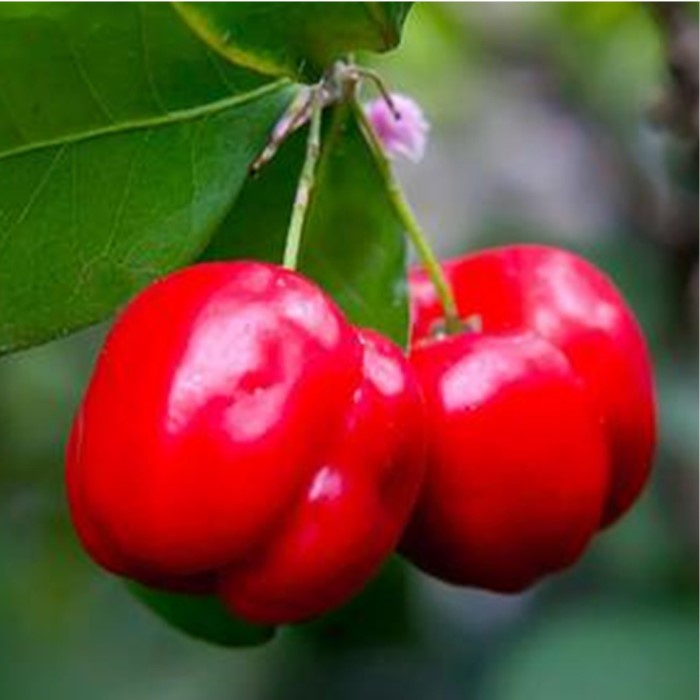 Bibit Tanaman Buah BARBADOS CHERRY Premium