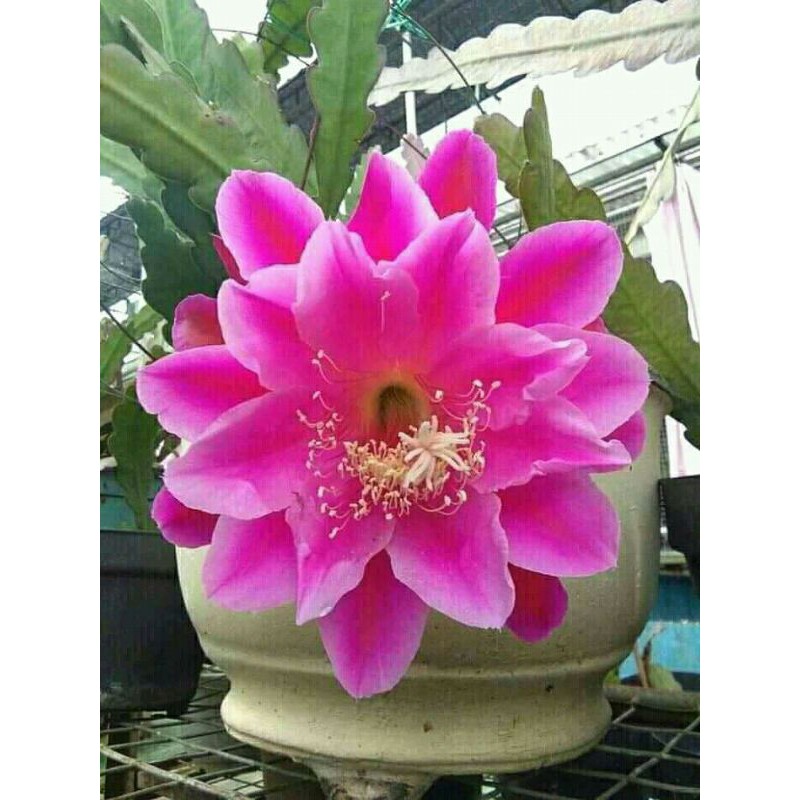 cutting wijaya kusuma impor California dream