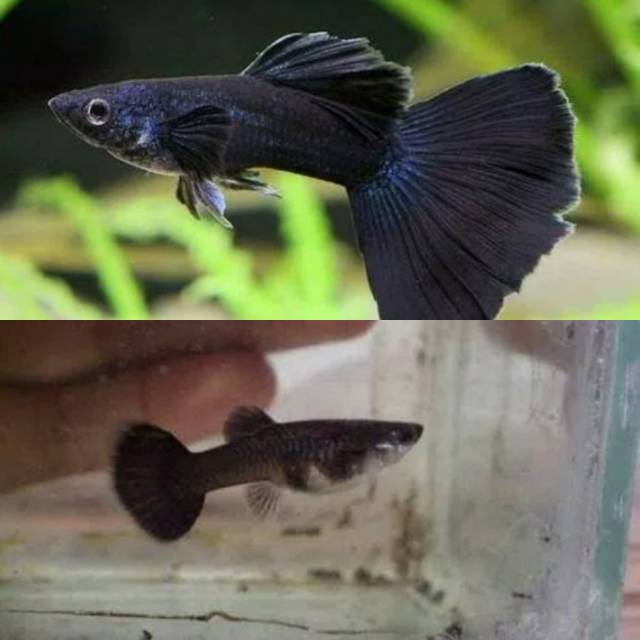 Ikan guppy black moscow