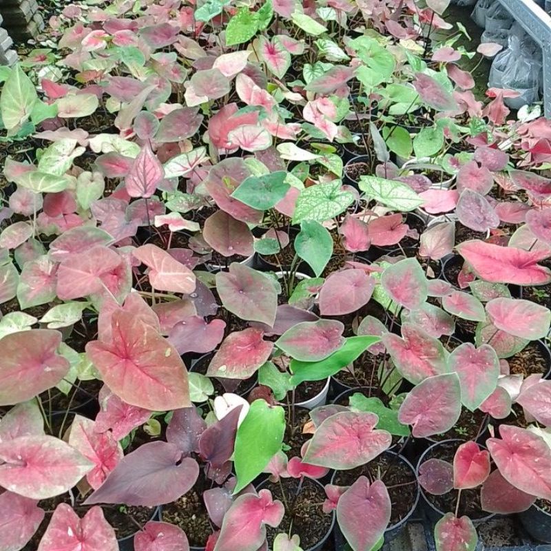 BIBIT TANAMAN HIAS HYBRID KELADI/ CALADIUM ORI biji