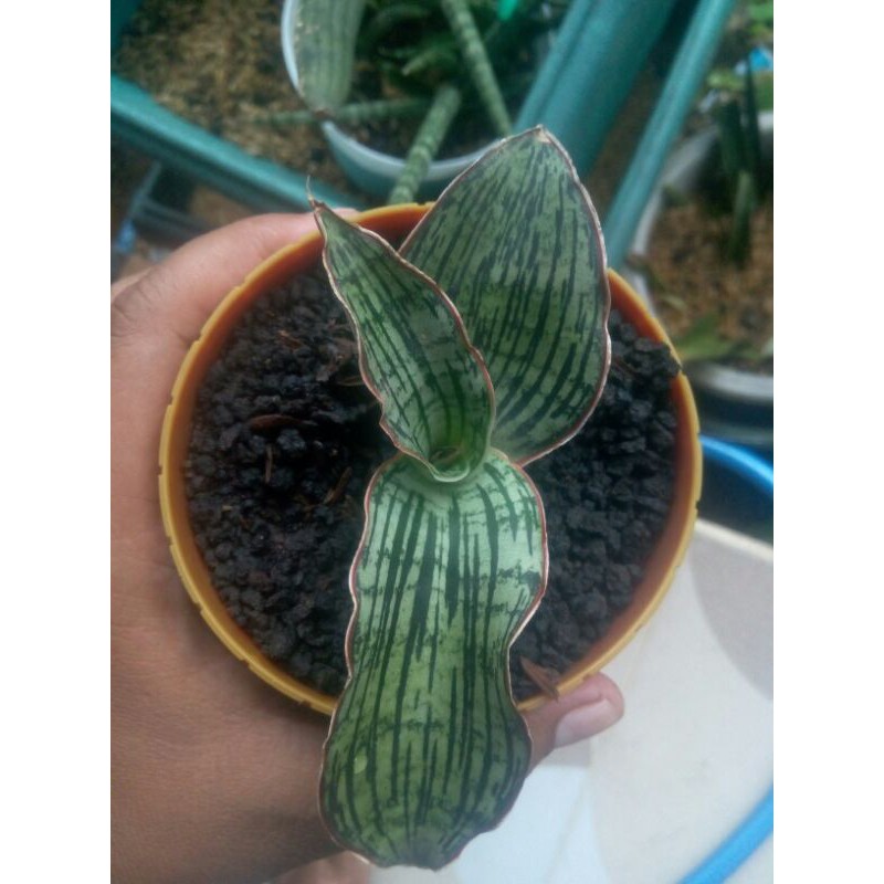 Sansevieria Cleopatra