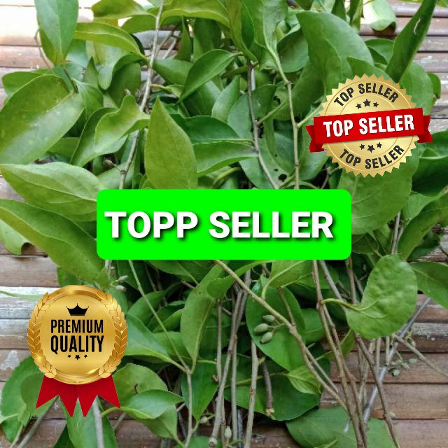 DAUN BENALU CERMAI KERING HIJAU 500 GRAM (PREMIUM QUALITY TOPP HERBAL) A71