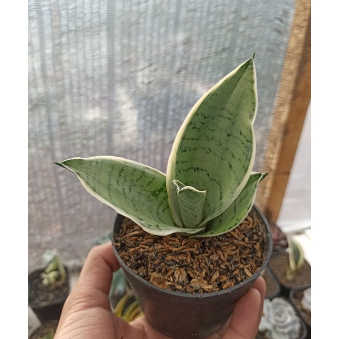 sansevieria hahnii cream