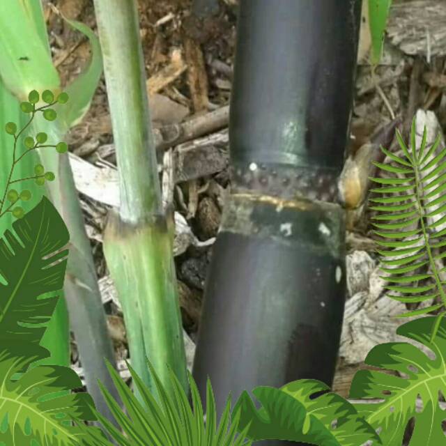 Tanaman Bibit Tebu Hitam original