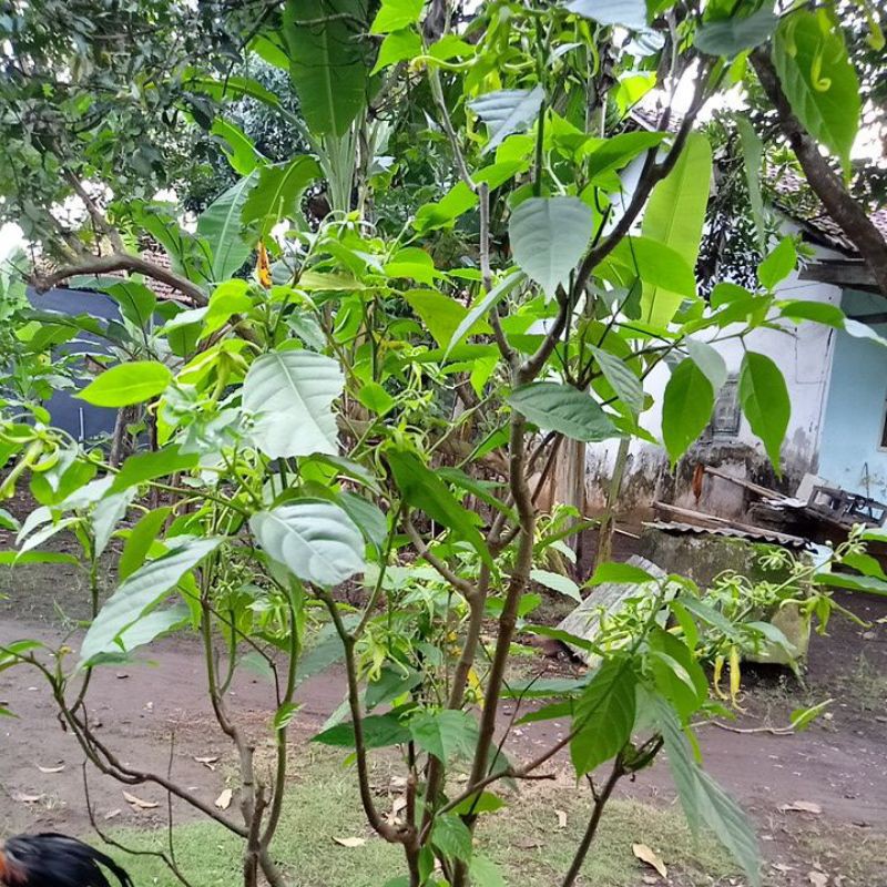 

bunga kenanga