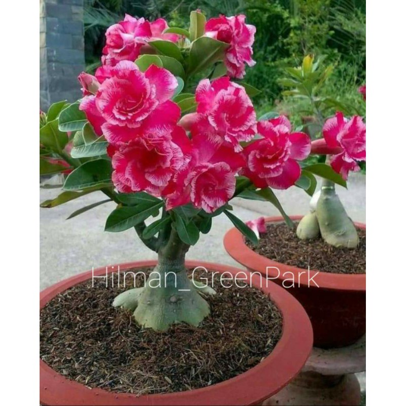 adenium bonggol besar