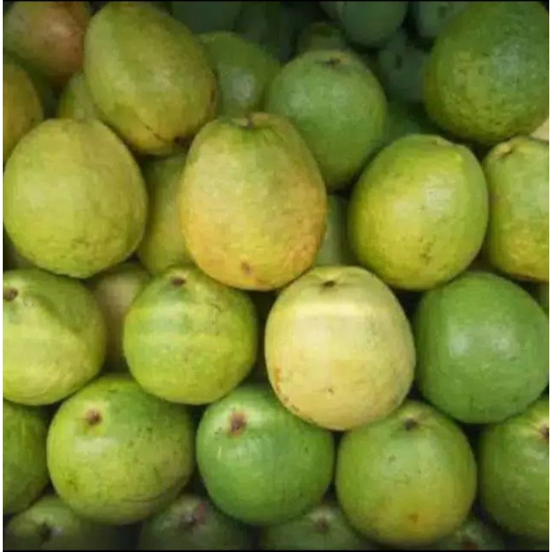 

Jambu Biji Merah 1 kg