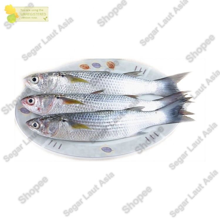 

Ikan Belanak Segar Ikan Blanak Fresh Hasil Laut Segar 1kg