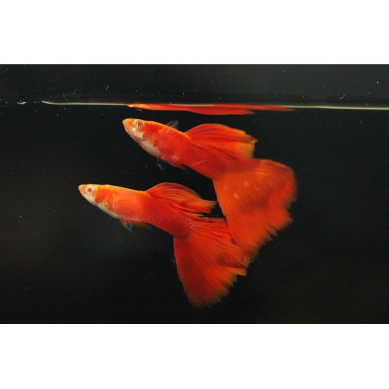 Ikan Hias Guppy Gapi Albino Full Red Aquarium Aquascape Garansi Hidup