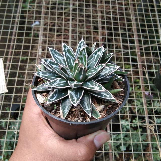 Tanaman Kaktus Agave Himezone