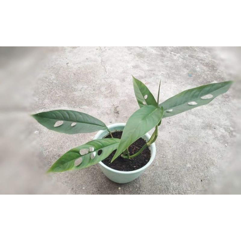 raphidopora megassperma