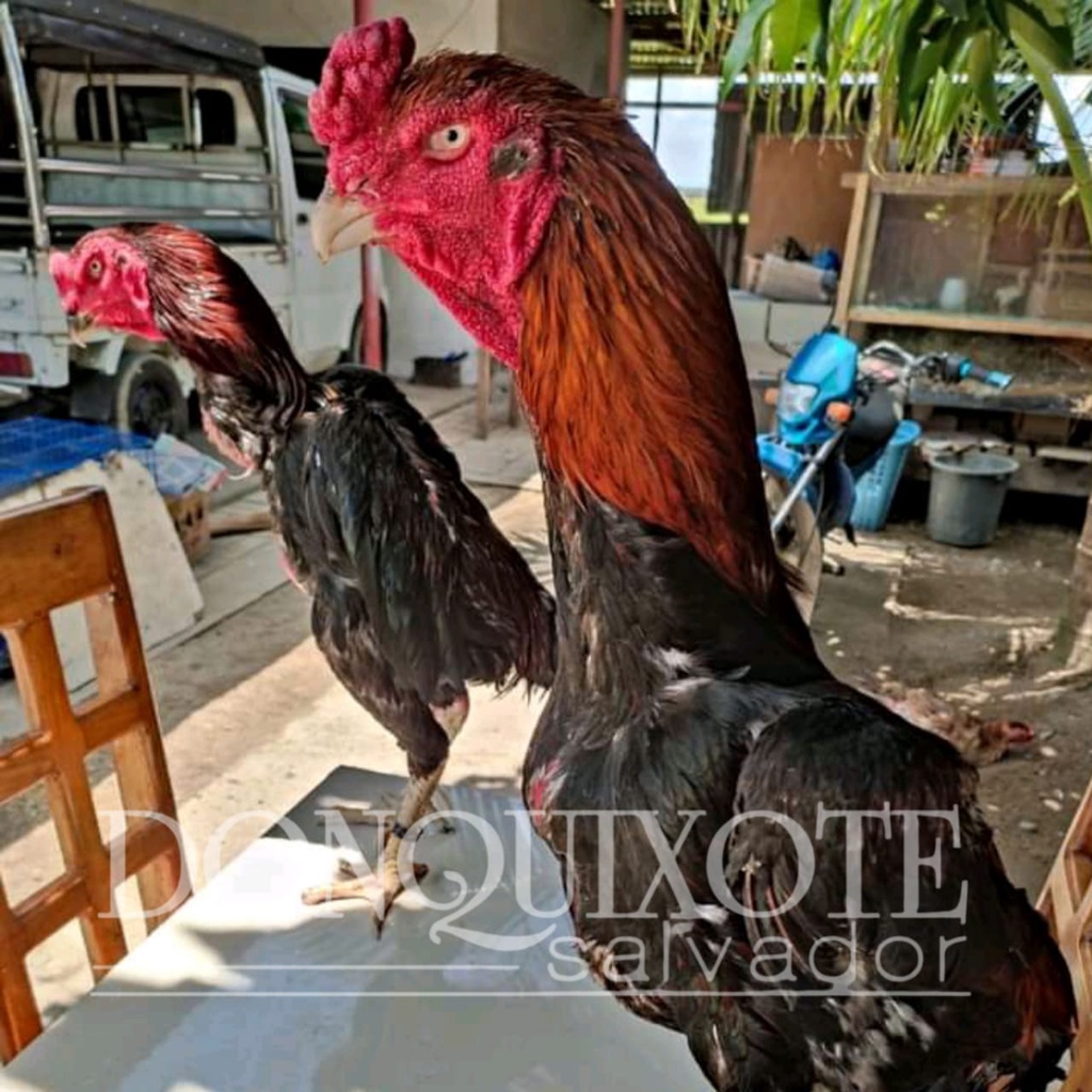 peternakan ayam shamo di jepang