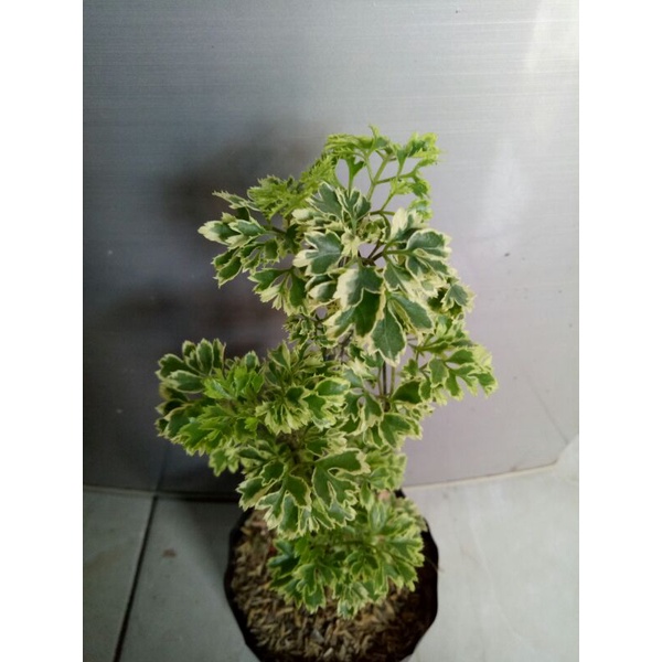 Tanaman Hias Dondong Laut / Kedondong Laut Varigata / Dondong Laut Ikra Ikri