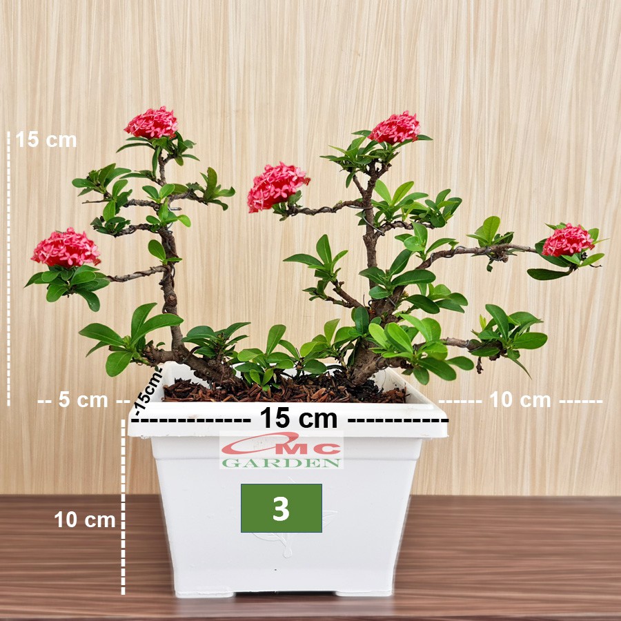 Tanaman Hias Bonsai Bonsae Mame Soka Mini Asoka Jepang Ixora Pink Jambon B-SMP-008